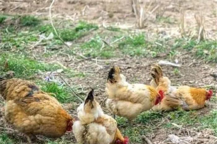  【拆除】农村这三个地方禁止“搞养殖”，会面临巨额的罚款，甚