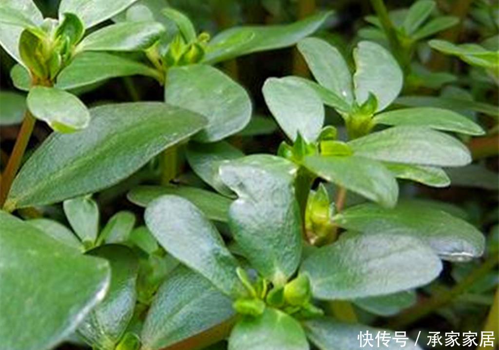 『路边』一种乡村路边常见的野菜,抗菌还能预防虫子叮咬,阳台也可盆栽