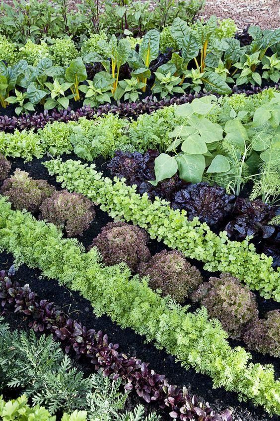 别墅庭院都这样设计，跟你家的菜园真的不一样！！！