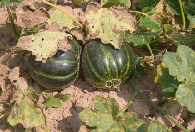  [品种]农村老大爷种植一种甜瓜，品种稀罕濒临灭绝，老人们最喜