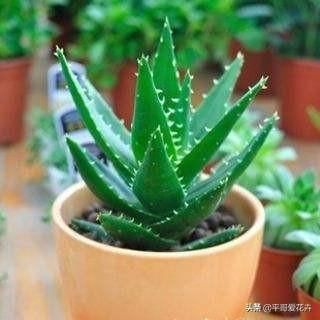  「平时」芦荟不会养？平时注意这“5个关键”，芦荟长得快、叶片翠绿