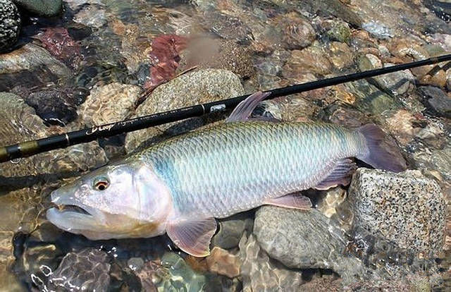  [湍急]流水湍急，鱼群在水下，溪流钓如何钓水流湍急水域