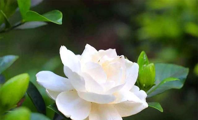  「光照」新买的栀子花有“3怕”,难怪黄叶、掉花苞,千万要管住手!