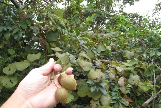 以前没人重视的野果，被老外带出国成功驯化，如今返销国内卖高价