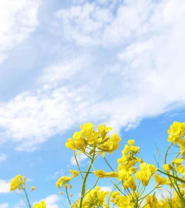  『花开满』长筒花,花色多样,花朵像长长的小喇叭,养护得当花开满盆!