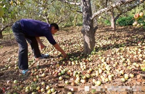  3毛■3毛一斤贱卖榨汁厂，曾经一果难求，现在一车难卖，果农都