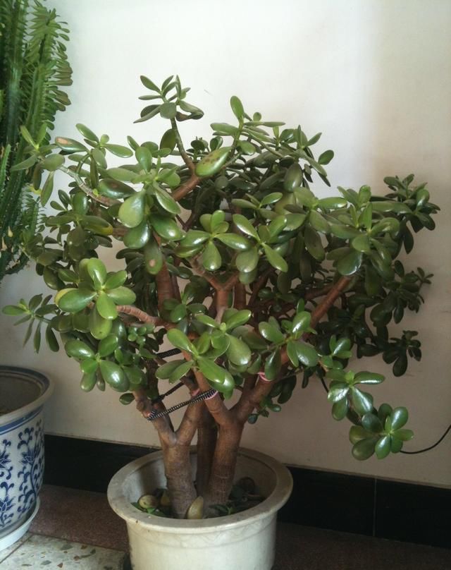  盆土■盆栽玉树长得丑？用“1招”，叶葱翠，枝干壮，姿态优美颜值高