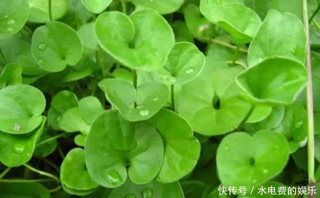 农田里的野草，农民当杂草除，城里卖8元一斤，是上好野菜