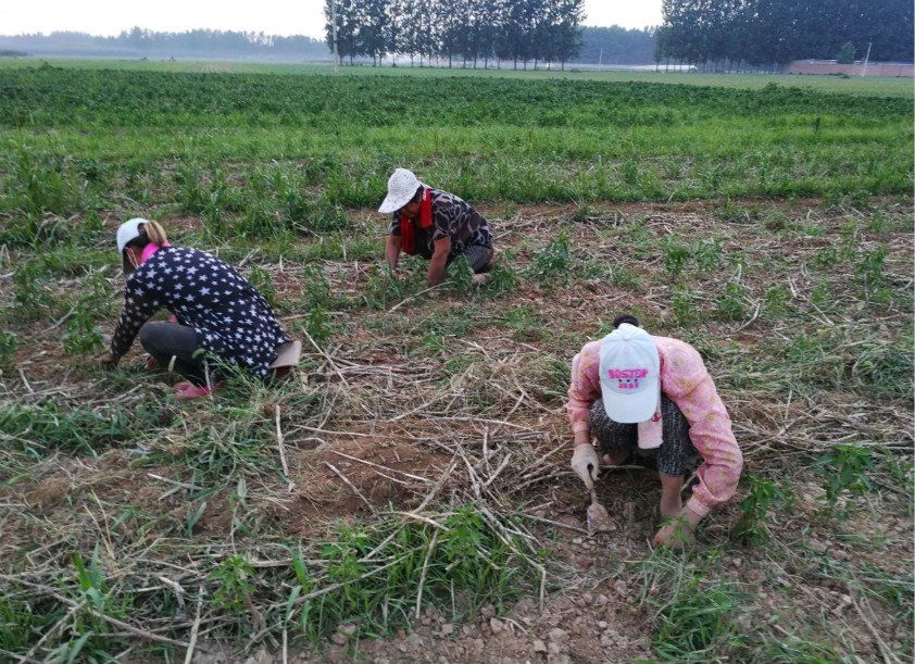 农村新“蛀虫”出现，一些年轻人沾上，都不敢回家过年，别有你!