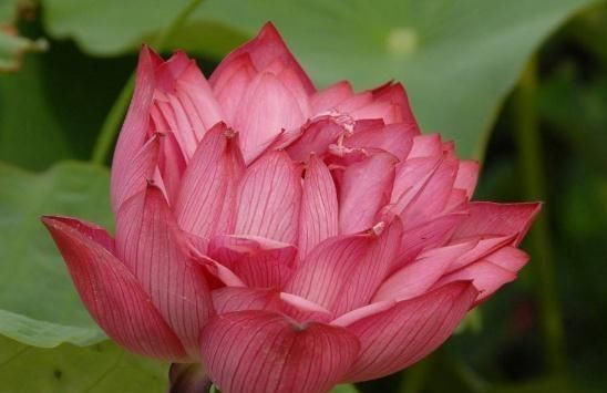  「荷花」不管养啥“荷花”，5月吃点“渣”，叶片长又艳，花开朵朵红