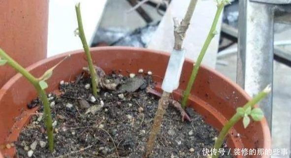 次水就行@阳台变花园,8种花现在养,半个月就爆满阳台,长的飞快花也多