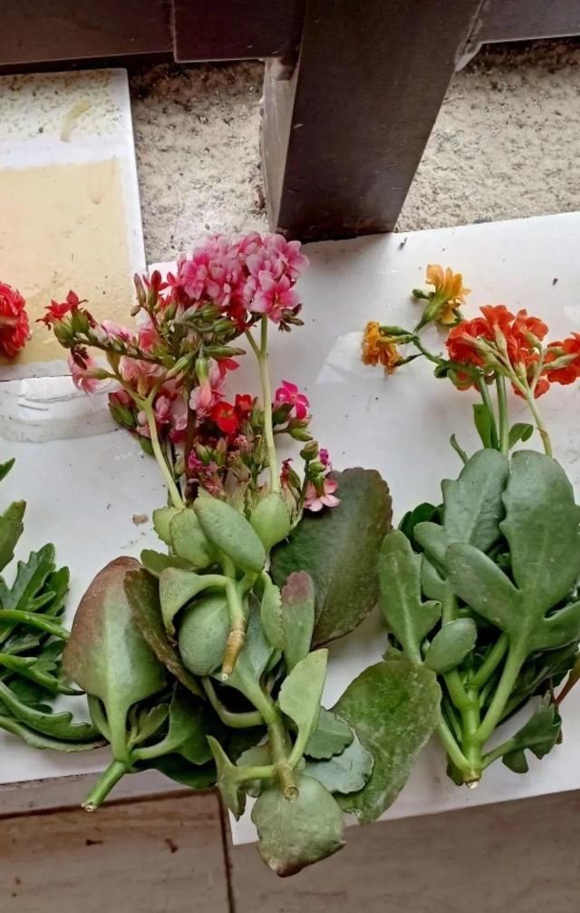  放在光照好的地方多■20种花，春天最爱疯长，爬满墙、爆开花，疯狂刹不住闸！