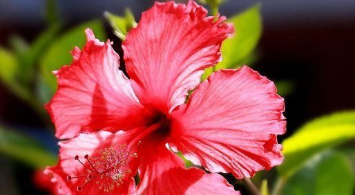  『腾飞』喜欢菊花，首选“珍品名菊”玉龙腾飞，似玉龙飞天，高贵典雅