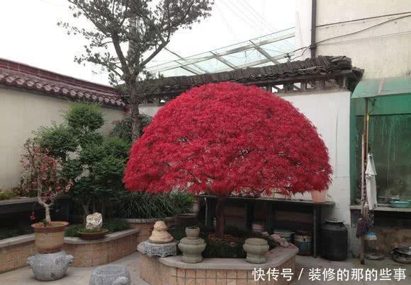  【舞姬】日本红枫红舞姬可以在北方地区栽种吗？