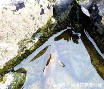 老一辈才懂的捕鱼神技，不用网不用钩不做陷阱照样捕一筐鱼
