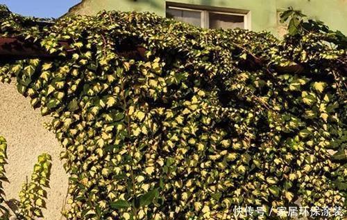  「中华常春」12种常春藤，每种都这么美，必须养一盆！