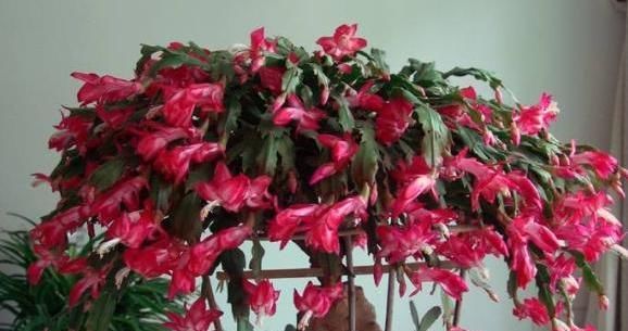  【养成】蟹爪兰开成2米花树,太阳花养成老桩,1招就搞定!