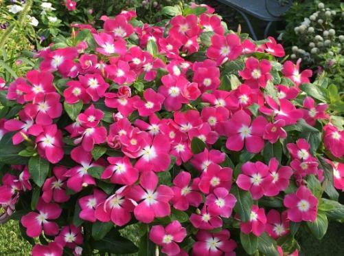 轻松■4种花是夏日“开花机器”,管理得当轻松爆盆,“霸占”整个阳台