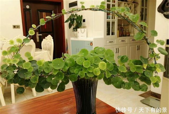 光照|“铜钱草”该怎么养?学会这3点,叶子“蹭蹭”爆满盆