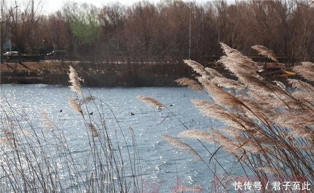  【生态】金视界丨黄河生态廊道：百万新苗初长成 蜿蜒起伏美如画