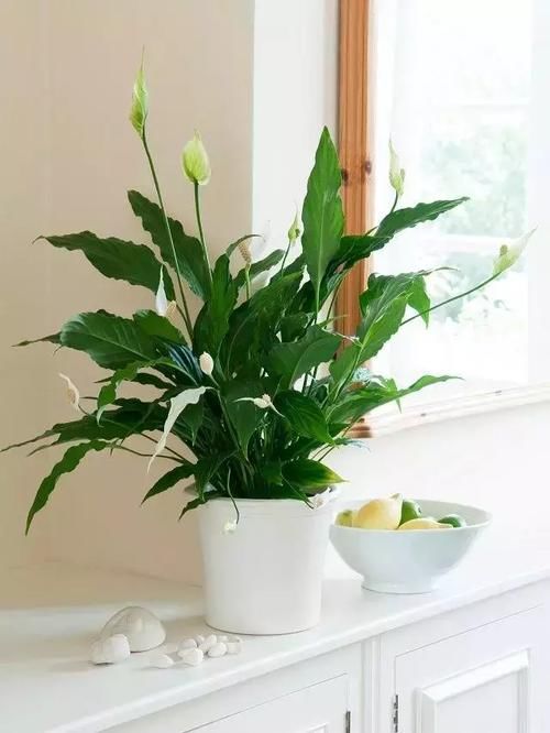  『香草植物』适合厨房养护的植物，耐油烟和湿热的植物有哪些？