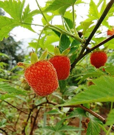  『果实』覆盆子的花白色，果实有红色，金色