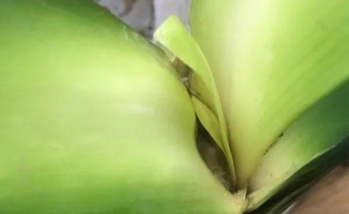  懒人：花最少的时间,种出最好的绿植,“懒人”养花技巧分享!