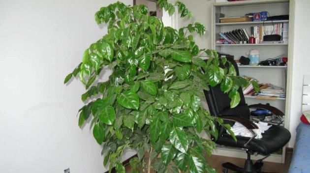  【枝条】幸福树这样来一刀，枝繁叶茂绿油油！
