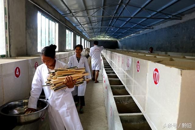 贵州三都:养殖竹鼠啃开致富大门