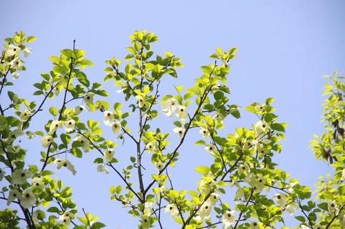  『植物园』太美，快去看，枝头飞舞一片“白鸽”，植物园的“活化石”开花啦