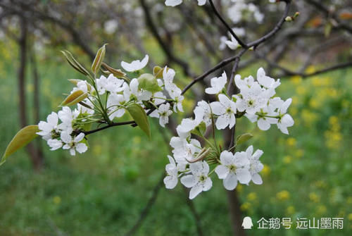  花儿■梨花、苹果花、樱桃花，这些盛开在春天的白花，您能分得清吗？