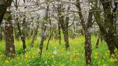 贵州私藏的人间仙境万亩樱花海，绝世美景震惊世界！