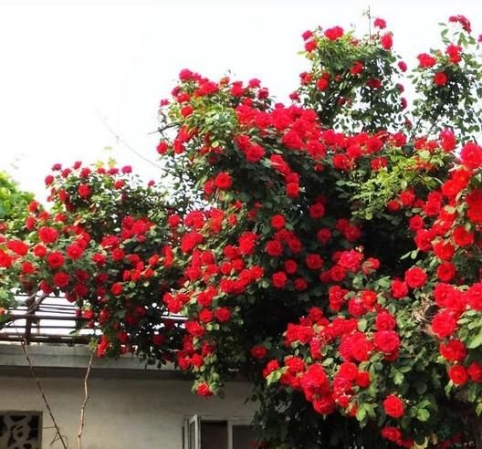  庭院■绿萝扔了吧，此花沾土就活，花期长达200天，种2棵庭院变花海