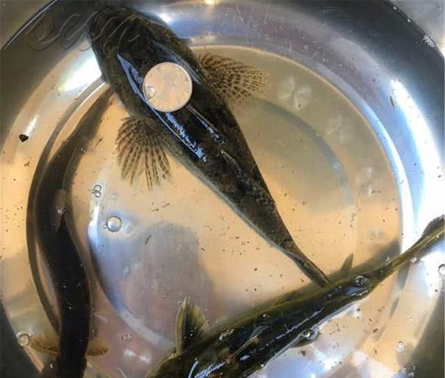 这鱼长得像财鱼，曾因长相丑被嫌弃，如今吃货快要把吃灭绝