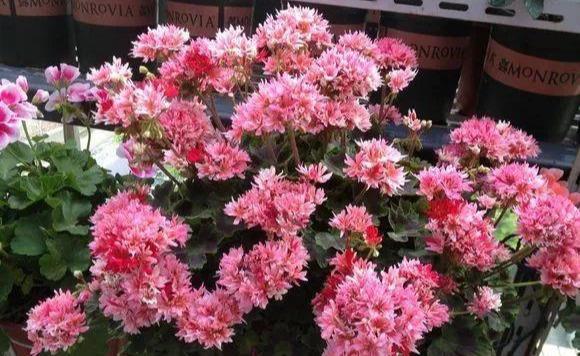  #漂亮#这4种花，一开花就停不下来，漂亮好养，是盆栽佳品！