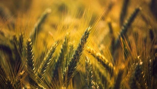 2019年粮食补贴新政策，补贴金额是多少？哪些人可获得专项补贴？