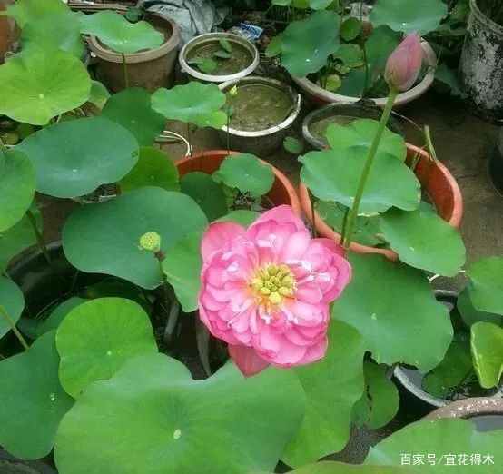  【何在】碗莲为何不开花？原因何在？如何选购和栽培？