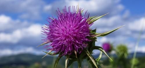  顺利脱单|在6月份内，天赐良缘！这四大星座桃花运满满，遇见今生所爱！