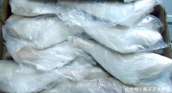  【全身】这种“老鼠鱼”，全身只有一根主刺，肉质鲜嫩，如今卖2