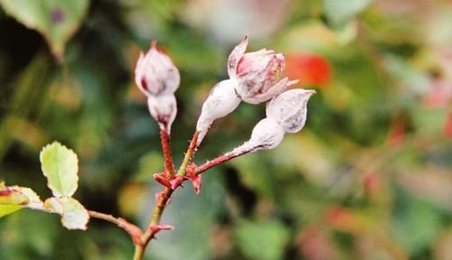  『家里』家里养的植物容易感染白粉病，做好这几点能预防，治疗也有好方法