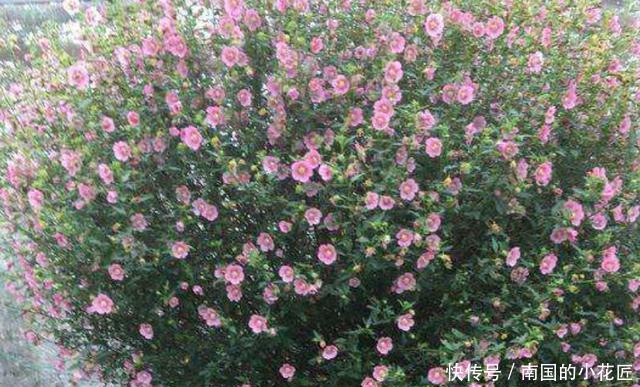 「停歇」春天养盆“开花机器”,花量大花期长,开到深秋不停歇