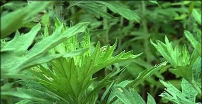  [皇冠]喜欢菊花，不如养盆“国华系列”国华皇冠，美轮美奂 花开富贵