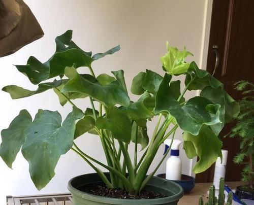  『肥太多』精心养护的盆栽春羽叶片还是有很多小黄点，接下来该怎么做