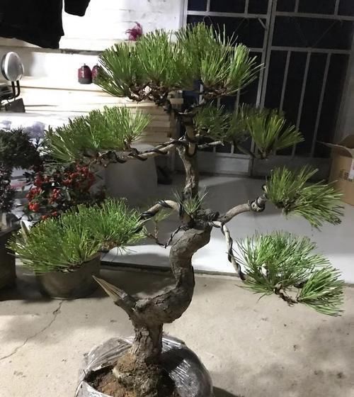  [帮忙]罗汉松盆景叶子变黄了,大家帮忙看看,这是怎么回事,该怎么办?