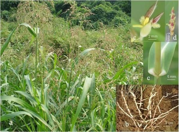 【自食其果!转基因催生"超级杂草"美国农耕方式一下子倒退50年...】