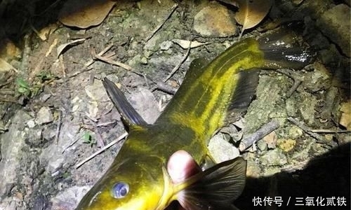  时常@它携带病毒被称为“毒王”，晚上钓鱼时常遇到，钓鱼人最好能避开