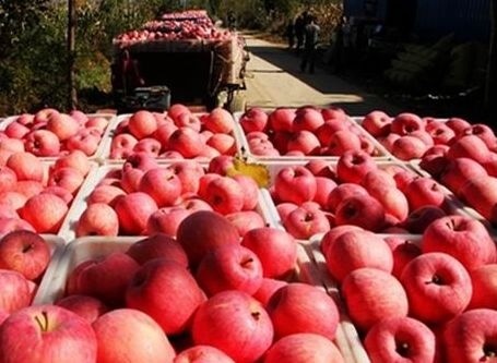  「过山车」去年收购价5元，今年不到5毛钱，苹果价格过山车，是