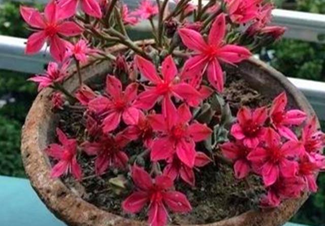  『品种』多肉中的冷门老品种，看过它开花后才知道，原来是“花仙子”