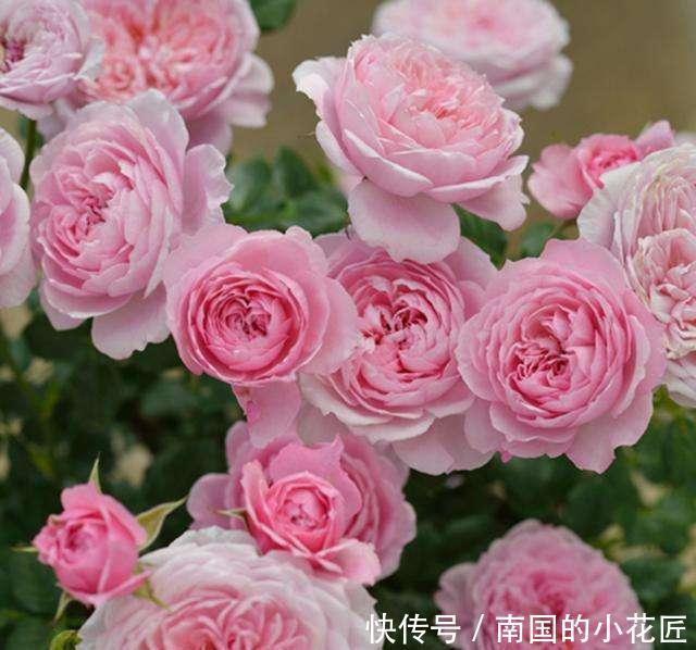 『漂亮』最像“牡丹”的月季花,最好养在阳台上,仙气十足,开花180天