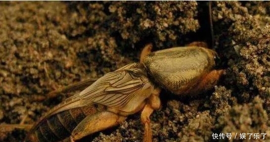 农村一种害虫，曾是毁坏庄稼的好手，现一斤60块，养殖它可致富